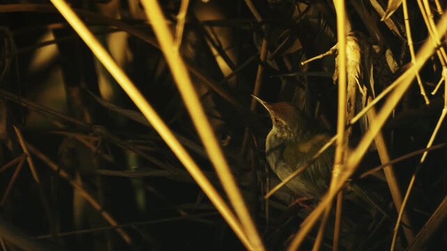 Closeup view of a common tailorbird that is standing on a branch and looking around in the canopy of tropical tree as the light of the setting sun is illuminating its environment.