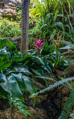 Fototapeta premium Tropical Flowers and Lush Green Plants in Exotic Indoor Jungle Garden. Dense tropical vegetation with colorful exotic flowers growing among lush green leaves in a humid indoor botanical garden