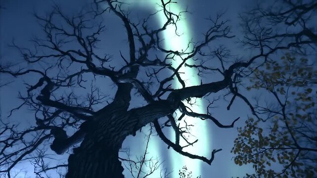 Silhouetted bare tree against twilight sky with soft natural light
