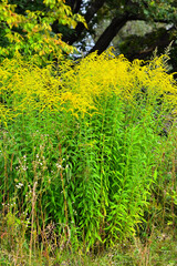 Goldenrod (Solidago canadensis)