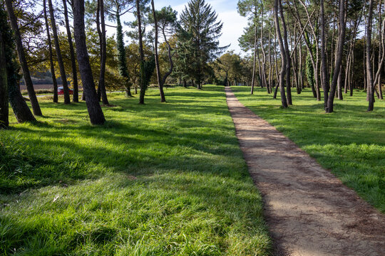 A straight dirt footpath runs through a bright green grassy clearing, bordered by tall pine trees casting long shadows&mdash;quiet, sunlit parkland scenery in Brittany, France.