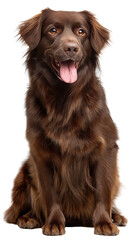 Slim chocolate golden retriever sits calmly in a white space