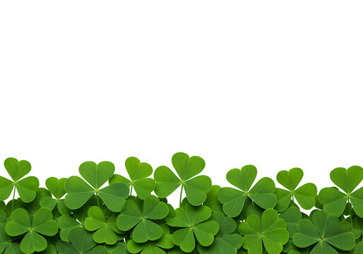 Green clover leaves isolated on a transparent background 1