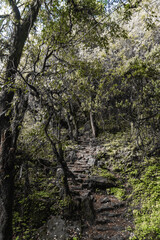 Scenic forest trail along the Annapurna Base Camp trekking route in Gandaki Province, Nepal. Lush greenery, stone steps, and peaceful Himalayan wilderness create a serene adventure travel landscape 