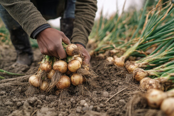 Close-up of a farmer's hands carefully pulling a bunch of freshly harvested onions from the soil in an agricultural field