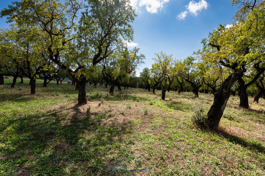 plantacion de almendros el sur de Abella de la Conca, Pallars Lluss&agrave;, Lleida