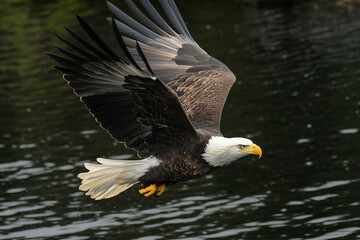Obraz premium Eagle swoops gracefully to catch a fish from the tranquil waters during a bright, sunny day