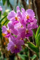 Close-up of a cluster of vibrant pink Vanda orchids in full bloom, showcasing their intricate petals and delicate beauty.