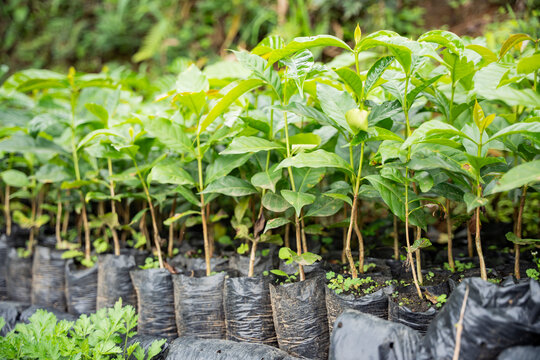 Coffee seedlings thriving in Salento, Colombia nursery
