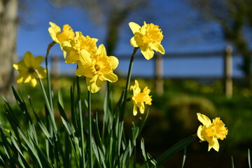 Obraz premium Springtime Daffodils, Jersey, U.K. A sunny clear sky rural landscape.