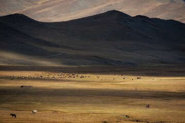 Wide landscape of the Central Asian plateau featuring a herd of yaks grazing in a patch of...