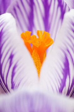 Crocus Blossom