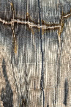 Petrified wood fossil, close up