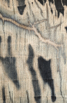 Petrified wood fossil, close up