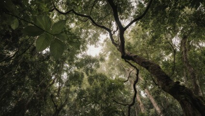 Fototapeta premium Looking up through the canopy of a lush green forest, sunlight filters through.