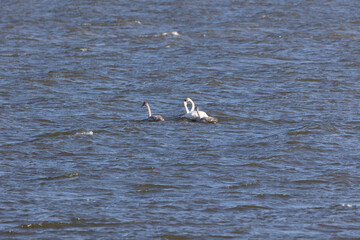 Naklejka premium Trumpeter swans swimming in the missouri river bottoms. 
