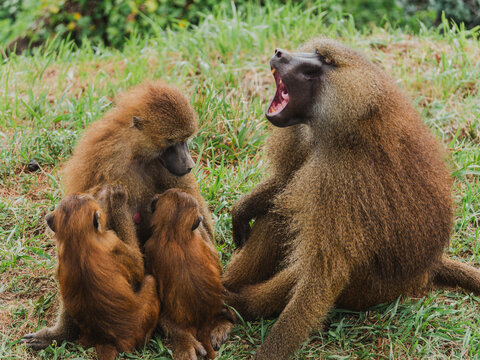 Baboon family showing social interaction in natural habitat