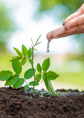 Naklejka premium The child waters the plant with his hand. Selective focus.