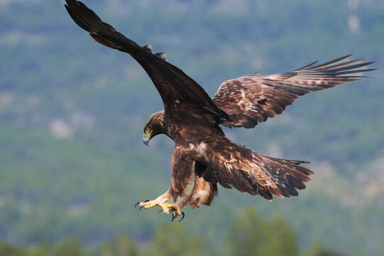 Golden eagle in flight with outstretched wings