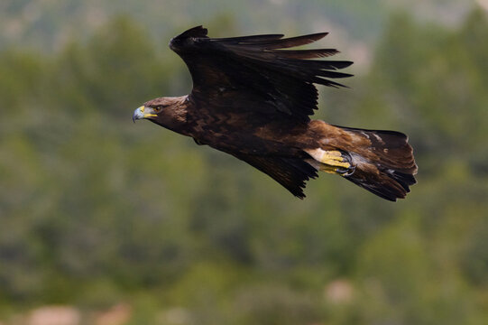 Golden eagle soaring through the sky