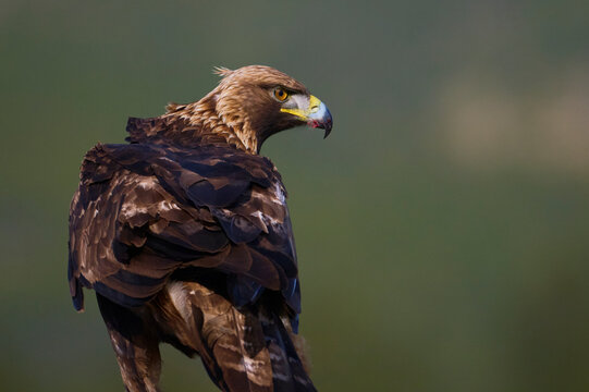 Majestic golden eagle in serene natural habitat