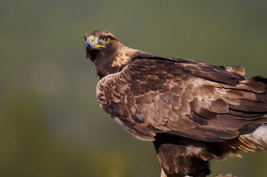Majestic golden eagle in its natural habitat