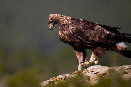Majestic golden eagle perched on rock