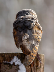 sowa puszczyk płomykówka las oczy © Colorful Soul