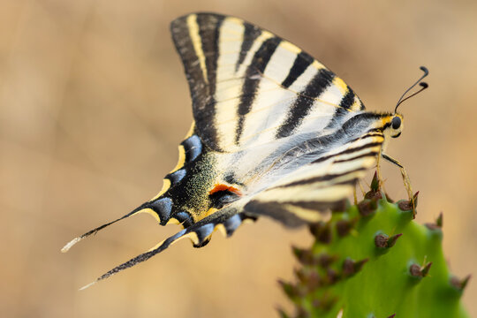 Swallowtail butterfly perched on cactus close-up view