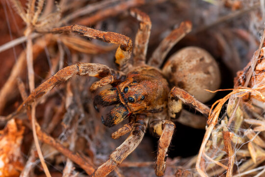Close-up of a wolf spider in its natural habitat