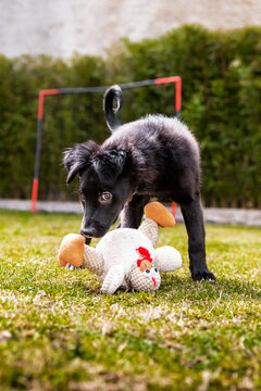 Playful border collie puppy with toy in garden