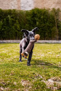 Playful border collie puppy with toy in grassy yard
