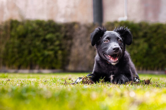Happy border collie puppy lying on green grass