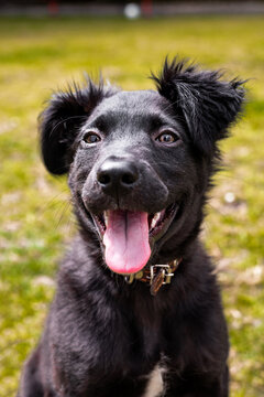 Happy border collie puppy enjoying a sunny day