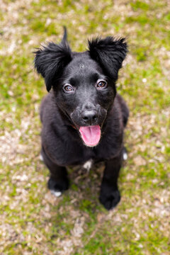 Adorable border collie puppy in a grassy field
