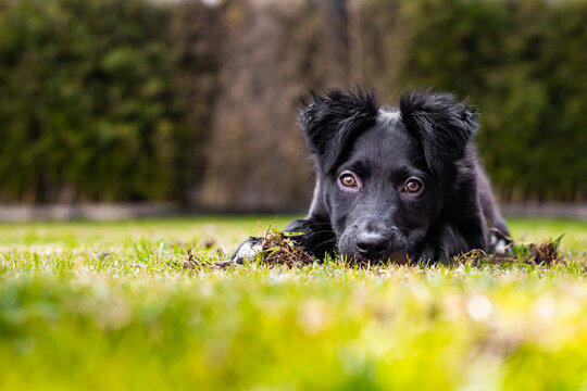 Border collie puppy lying on grass in a serene garden