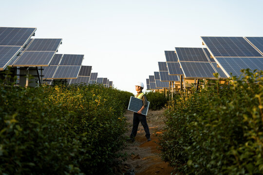 Worker carrying a solar panel while inspecting a photovoltaic power station amidst green crops at sunset