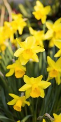 Yellow daffodils blooming in a vibrant spring garden