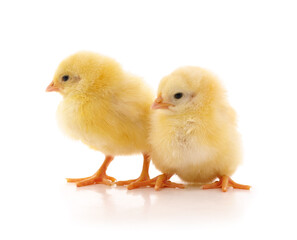 Obraz premium Two small yellow chickens on white background.