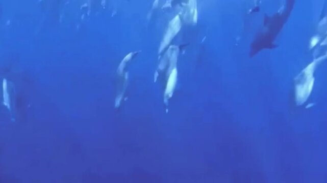 Bottlenose Dolphins Swimming to Surface to Breathe and Diving Back into Deep Blue Ocean, blue water splash