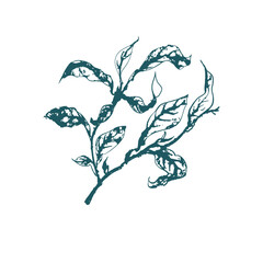 Naklejka premium tea leaves japanese chinese vector ink traditional asian design isolated