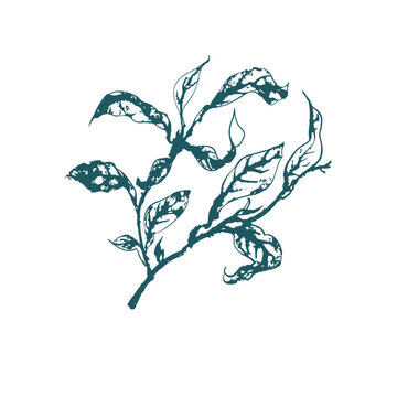 tea leaves japanese chinese vector ink traditional asian design isolated