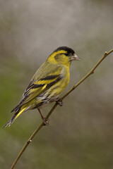 Obraz premium Male Eurasian Siskin Perched on Thin Branch in Woodland