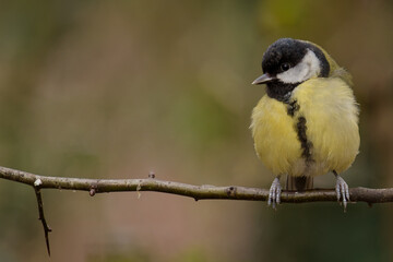 Obraz premium Great Tit Perched on Branch in Woodland England