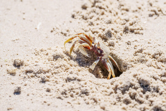 Ghost crab Ocypode cordimana on beach and on guard in burrow entrance on Chinamans Beach Evens Head.