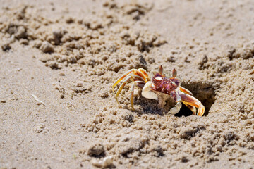 Ghost crab Ocypode cordimana on beach and on guard in burrow entrance on Chinamans Beach Evens Head.
