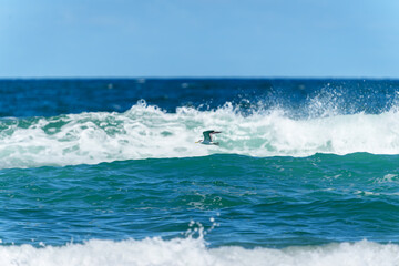 Crested tern or Thalasseus bergii swooping over curl of wave looking for a fish to catch