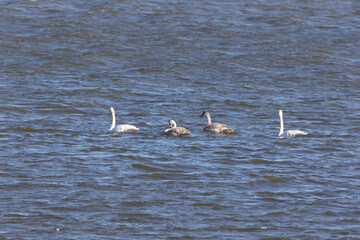 Naklejka premium Trumpeter swans swimming in the missouri river bottoms. 