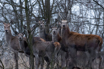 jelenie w lesie byk łanie  © Colorful Soul