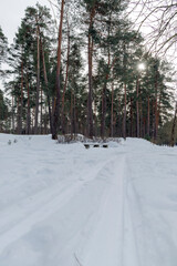 Ski Tracks Through Winter Pine Forest at Sunset